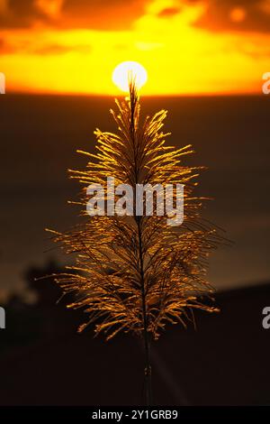 Splendido tramonto dorato dietro il fiore di canna da zucchero sull'oceano alla spiaggia di Beau vallon, Mahe Seychelles Foto Stock