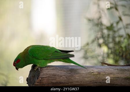 Il lorikeet muschiato è principalmente verde ed è identificato dalla fronte rossa, dalla corona blu e da una distintiva fascia gialla sull'ala. Foto Stock