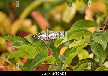 Farfalla singola su foglia di mele in giardino, Mahe Seychelles Foto Stock