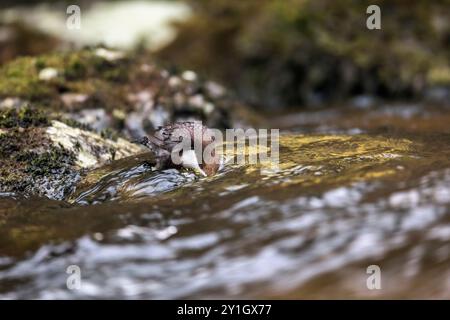 Dipper; Cinclus cinclus; Looking Underwater in the River Lyn; Devon; UK Foto Stock