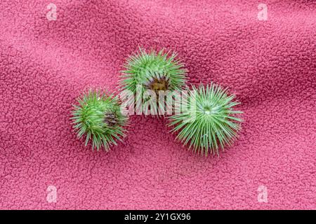 Greater Burdock; Arctium lappa; Seedheads; UK Foto Stock