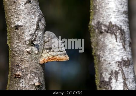 Fungo dello zoccolo; Fomes fomentarius; Regno Unito Foto Stock