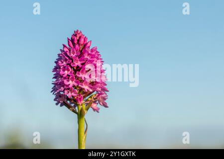 Orchidea piramidale; Anacamptis pyramidalis; Fiore; Regno Unito Foto Stock