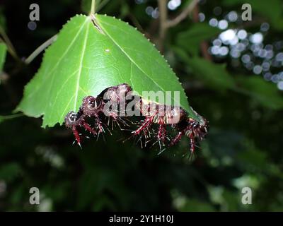 Gruppo di Spiky Caterpillars che si nutrono di Leaf Foto Stock