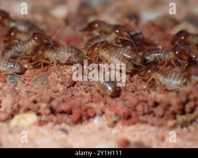 Colonia di termiti sulla superficie del fango Foto Stock