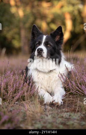 Ritratto verticale di Border Collie con Calluna rosa. Adorabile Alert cane bianco e nero con fiore in natura. Foto Stock