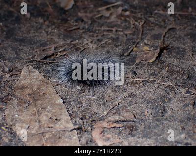 Bruco nero peloso che scorre sul fondo forestale Foto Stock