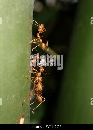 Formiche rosse che trasportano una mosca morta su uno stelo di una pianta Foto Stock