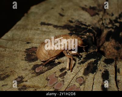 Esoscheletro cicada su Tree Bark Foto Stock