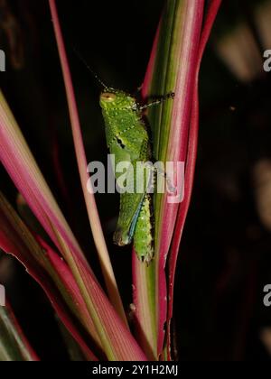 Grasshopper verde arroccato su un colorato gambo di piante Foto Stock