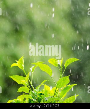Fogliame verde sotto la pioggia. Foto Stock