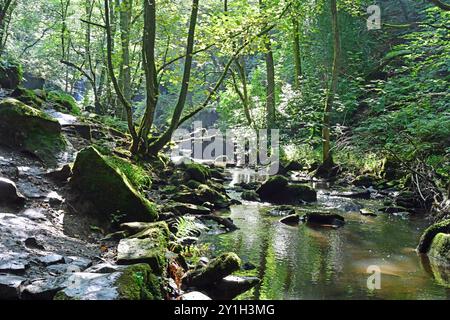 Harden beck sul sentiero per la cascata Goit stock, Harden, West Yorkshire Foto Stock