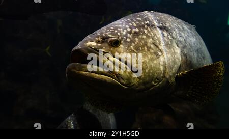 I cernie giganti pescano nel mare delle andamane Foto Stock