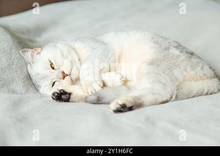Il triste gatto d'argento britannico shorthair giace su una coperta grigia sul letto del proprietario. Foto Stock