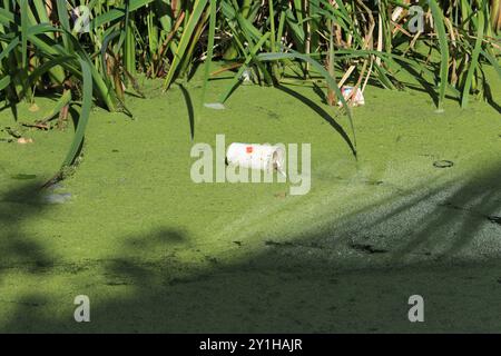 Tazza per bevande di carta bianca nel canale coperto da fiori di alghe e canne sullo sfondo in un luminoso sole con ombre nel radcliffe Greater manchester regno unito Foto Stock