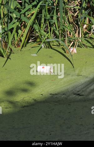 Tazza per bevande di carta bianca nel canale coperto da fiori di alghe e canne sullo sfondo in un luminoso sole con ombre nel radcliffe Greater manchester regno unito Foto Stock
