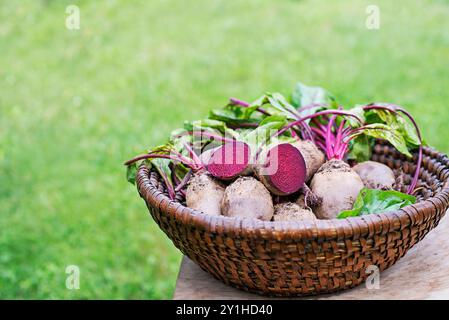 Barbabietole fresche raccolte in cesto, mucchio di barbabietole biologiche fatte in casa con foglie sullo sfondo del giardino Foto Stock