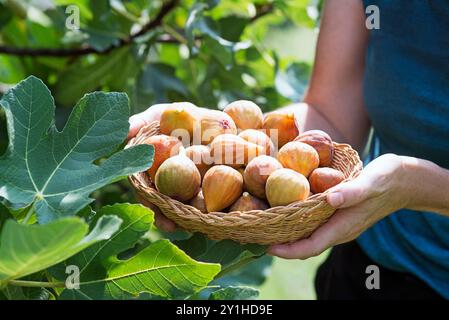 La donna raccoglie la frutta di fichi nel cestino crescendo sul ramo del fico in un frutteto biologico Foto Stock
