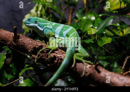 Iguana lau unita, Brachylophus fasciatus poggia su un robusto ramo tra ricche foglie verdi, mostrando i suoi colori sorprendenti e il suo comportamento tranquillo Foto Stock