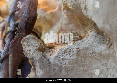 Il drago barbuto è annidato contro una parete di roccia e mostra la sua texture mimetica in un ambiente caldo e soleggiato. La vegetazione naturale esalta il se stesso Foto Stock