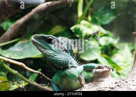 Drago d'acqua cinese, Physignathus cocincinus mostra scale intricate e colori vivaci mentre si riposa su un ramo, circondato da vari pla tropicali Foto Stock