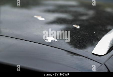 Escrementi di uccelli sulla vernice di un'auto grigia. Concetto di corrosione della vernice, danni, industria Foto Stock