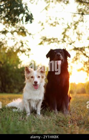 i due cani si siedono sul prato al tramonto. Sono così carini Foto Stock