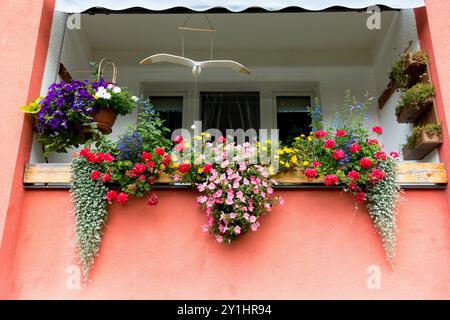 Fiori colorati in fiore appesi a un balcone rustico con sfondo rosa a parete, piante in vaso, fiori da balcone a finestra Foto Stock