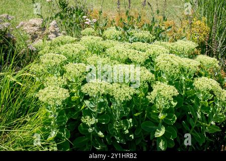 Gruppo di piante verdi di Sedum che fioriscono in un prato di fiori selvatici circondato da erba e altra flora selvatica Foto Stock