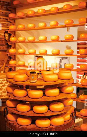 Delft, Paesi Bassi, 19 giugno 2024; formaggi interi di Gouda sugli scaffali di un negozio di formaggi olandese Foto Stock