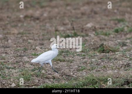 ritratto di un'egretta di bestiame che corre su un campo Foto Stock