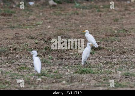 le aiuole di bestiame su un campo Foto Stock