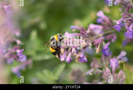Primo piano di un bumblebee sul nettare di raccolta dei fiori di lavanda, Regno Unito. Foto Stock