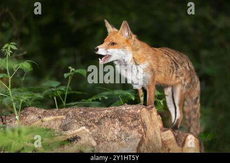 Ritratto di una volpe rossa a bocca aperta in piedi su un tronco nella foresta, Regno Unito. Foto Stock