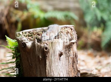 Topo bruno alla ricerca di cibo sul ceppo di alberi nella foresta, Regno Unito. Foto Stock