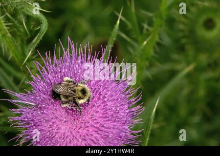 Primo piano di un fioriere di cardo scotch viola con un'ape. È spiky, pungente e il design difensivo lo protegge. Foto Stock