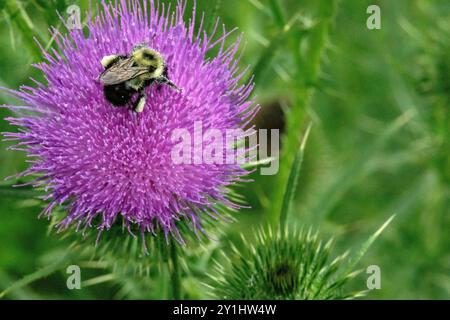 Primo piano di un fioriere di cardo scotch viola con un'ape. È spiky, pungente e il design difensivo lo protegge. Foto Stock