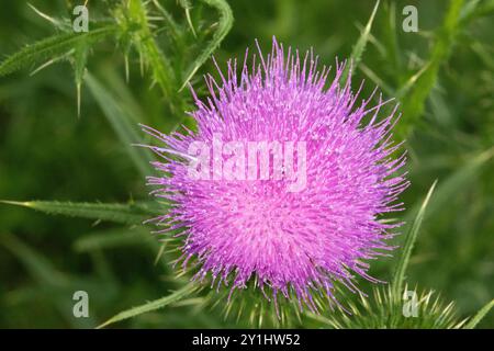 Primo piano di un fiore viola di cardo scotch. È spiky, pungente e il design difensivo lo protegge. Foto Stock