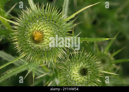 Primo piano di un germoglio di erbaccia verde, piccante e scottato. Il design difensivo lo protegge. Foto Stock