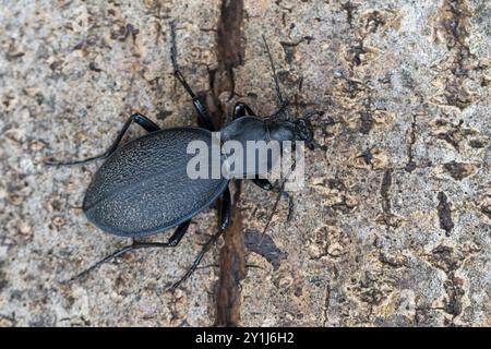 Lederlaufkäfer, Leder-Laufkäfer, Lederkäfer, Carabus coriaceus, scarabeo macinato di pelli, scarabeo in pelle, le carabe coriacé, le procruste coriacé, le Foto Stock