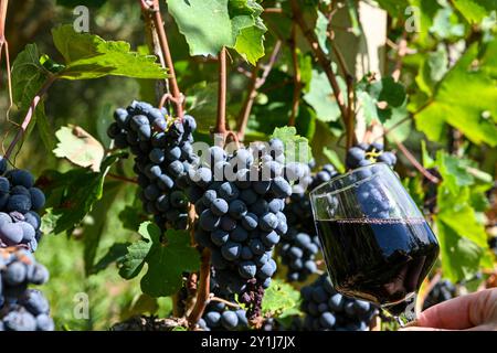 Un bicchiere di vino rosso viene tenuto sullo sfondo di uve mature in un vigneto. Foto Stock