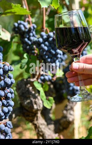 Un bicchiere di vino rosso viene tenuto sullo sfondo di uve mature in un vigneto. Foto Stock