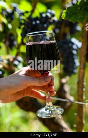 Un bicchiere di vino rosso viene tenuto sullo sfondo di uve mature in un vigneto. Foto Stock