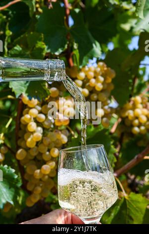 L'enologo sta versando un bicchiere di vino bianco da una bottiglia nel vigneto. Foto Stock