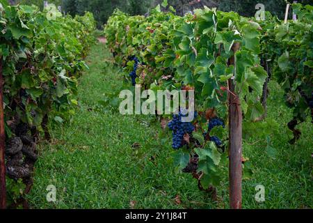 Filari di viti con grappoli di uve azzurre mature che crescono in un vigneto prima della stagione della vendemmia. Foto Stock