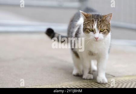 Larry the Downing Street Cat - Chief Mouser all'Ufficio del Gabinetto dal 2011 - in Downing Street, marzo 2020 Foto Stock