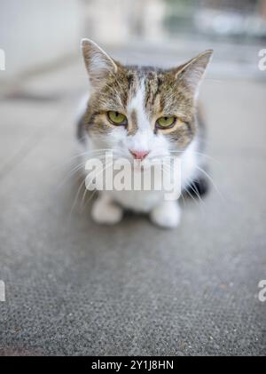 Larry the Cat, capo Mouser all'Ufficio del Gabinetto, in Downing Street, settembre 2020 Foto Stock