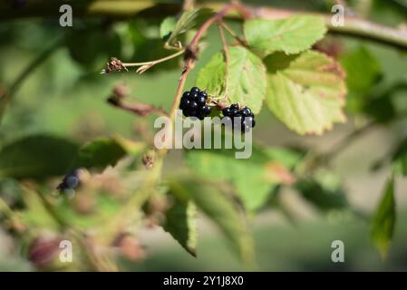 Due more che crescono Foto Stock