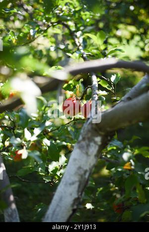 Due mele mature appese a un ramo d'albero Foto Stock