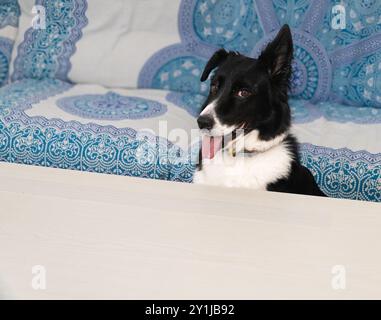 Un cane bianco e nero è seduto su un divano bianco. Il cane sta guardando la telecamera e ha la lingua fuori Foto Stock